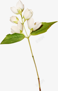 白色淡雅小花素材
