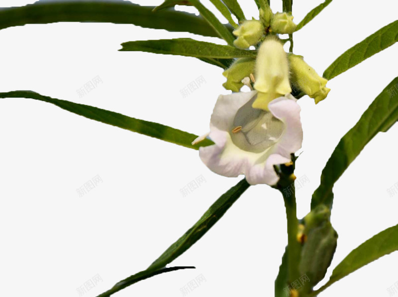 夏天的芝麻花png免抠素材_88icon https://88icon.com 农业 农作物 夏天 实物 植物 盛开 绿色叶子 自然 芝麻叶 芝麻开花 芝麻花 花瓣