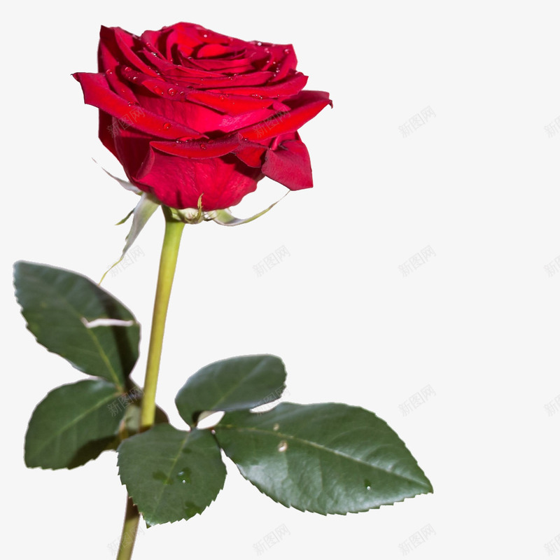 玫瑰植物png免抠素材_88icon https://88icon.com 一支玫瑰 一生一世 浪漫 爱情