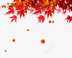 飘落树叶金红枫叶高清图片