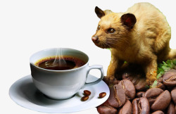 猫屎咖啡产品实物图素材