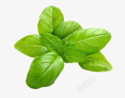 绿色新鲜扁豆绿色新鲜罗勒叶高清图片