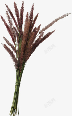一束狗尾巴草素材