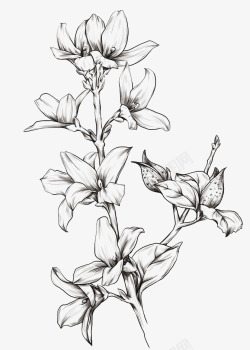 线稿花朵边框手绘草药线稿高清图片