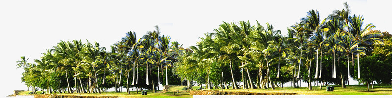 度假区风景区椰子树png免抠素材_88icon https://88icon.com 度假区 椰子树 风景区