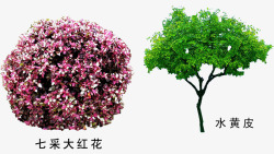 水黄皮七彩大红花高清图片
