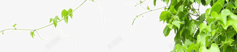 爬山虎png免抠素材_88icon https://88icon.com 大树 树木 森林植物 生机树 绿叶花草图片 绿色生机的树木图片 茂盛的树木