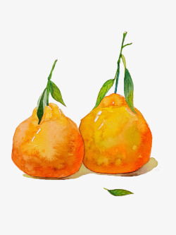 两只柑橘手绘图素材