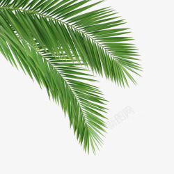 夏天沙滩装饰棕榈叶夏天绿色植物装饰高清图片