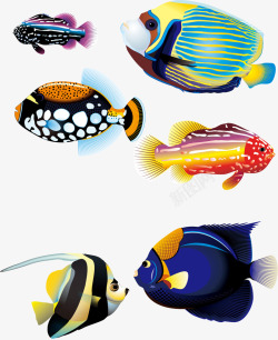 几款色彩艳丽的海洋鱼类素材