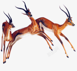 奔跑的小鹿动物麋鹿素材