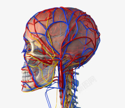 人体大脑动静脉分布素材