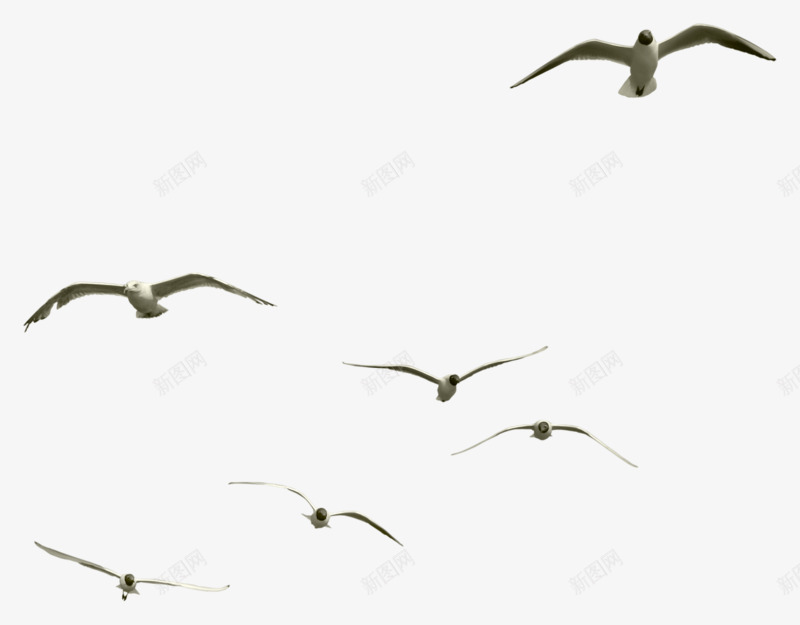 一群飞翔的海鸥png免抠素材_88icon https://88icon.com 一群 海鸥 飞翔 飞鸟