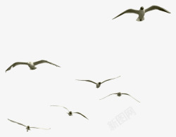 矢量的海鸥一群飞翔的海鸥高清图片