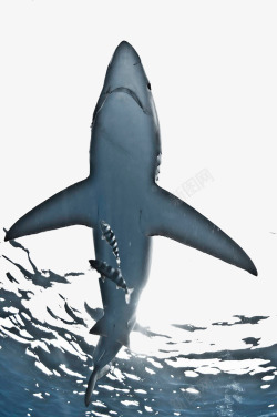 海底大白鲨素材