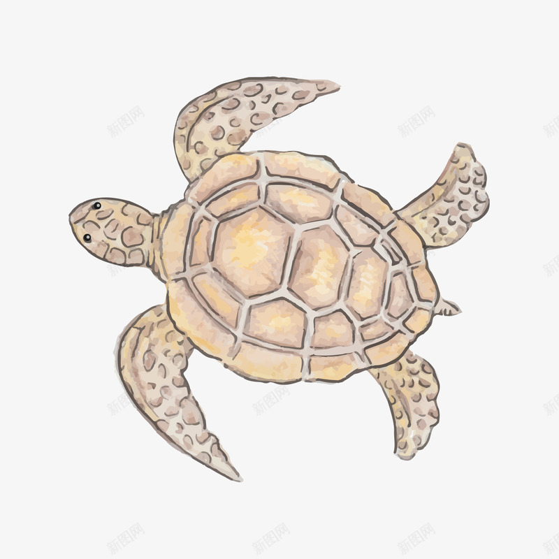 棕色海龟png免抠素材_88icon https://88icon.com 一只 卡通 手绘 棕色 海龟 简图 龟壳 龟头