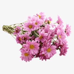 花蕾和迎春花粉红色花朵树枝素材