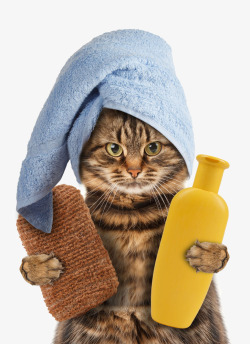 猫咪洗澡拿沐浴露的小猫高清图片