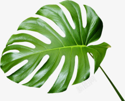 热带植物绿色滴水观音叶子高清图片