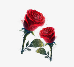 艳丽的玫瑰花产品实物两朵玫瑰高清图片