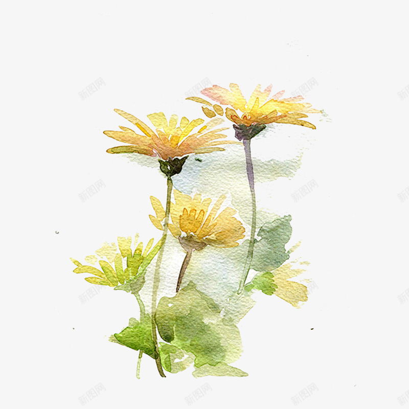 菊花插画png免抠素材_88icon https://88icon.com 水粉画 油画 菊花插画