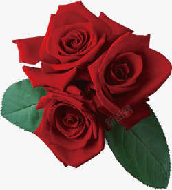 爱情的代表红色玫瑰花素材