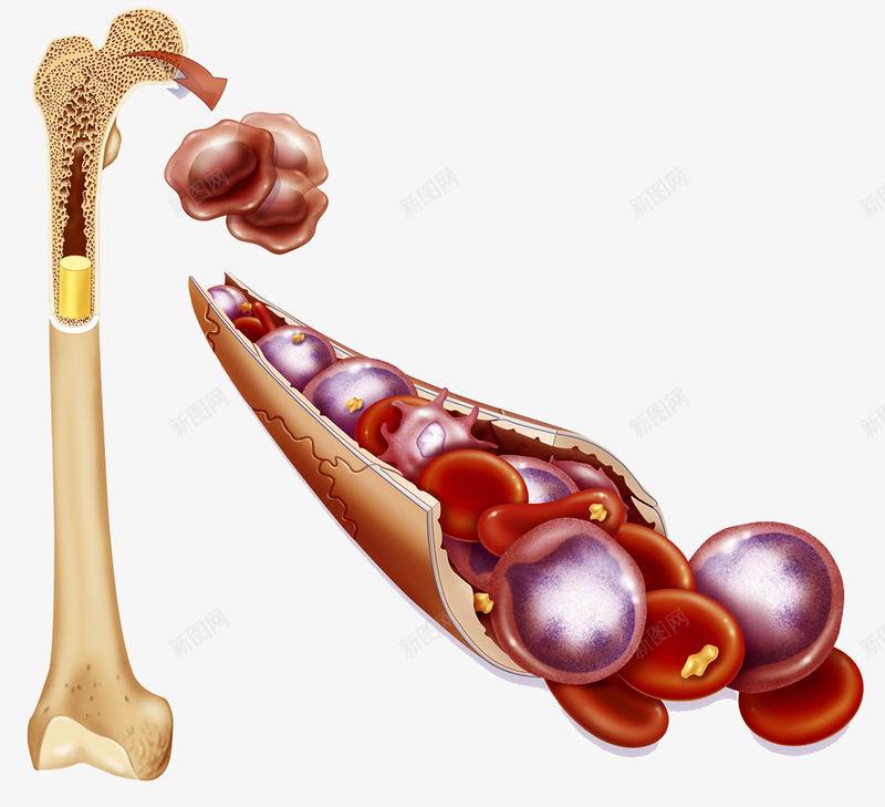 肿瘤干细胞png免抠素材_88icon https://88icon.com 干细胞 生物学 肿瘤 骨髓