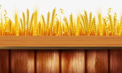 金黄麦穗素材