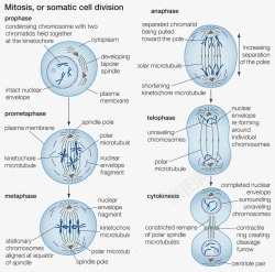 教科书插图细胞分裂生物学插图高清图片