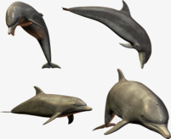不同形态海洋馆的海豚素材