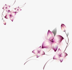 对角花优雅紫色花朵对角花卉装饰高清图片