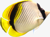 海底生活的黄色小丑鱼素材