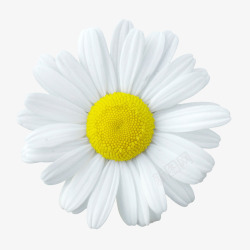 白色雪花海报背景元素花朵海报背景白色花朵高清图片