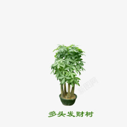 多头发财树素材