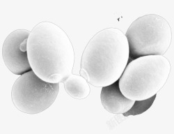 白酵母白酵母菌高清图片