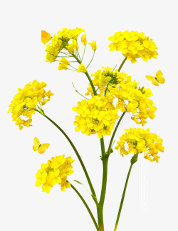 花蝴蝶黄色盛开的油菜花高清图片