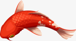 可爱卡通条纹鱼红色锦鲤鱼高清图片