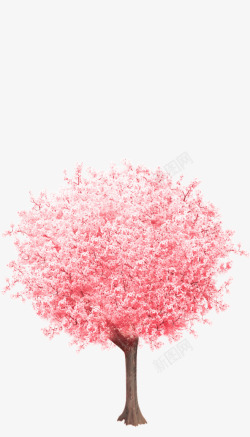 枚红色樱花樱花树樱花树高清图片