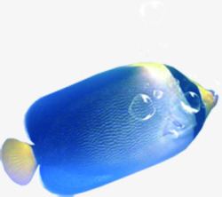 插画海报海底动物蓝色小鱼素材