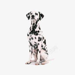 大型黑白色斑点狗素材