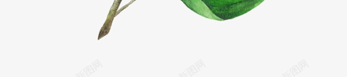 茉莉枝叶png免抠素材_88icon https://88icon.com 卡通 叶子 手绘 枝干 白色的 绿色的 茉莉花 装饰