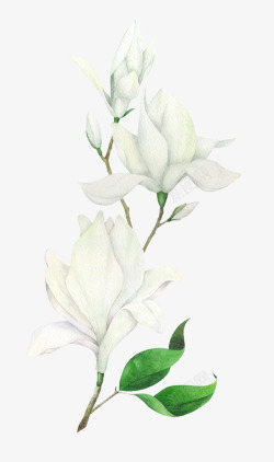 白色绿色对勾茉莉枝叶高清图片