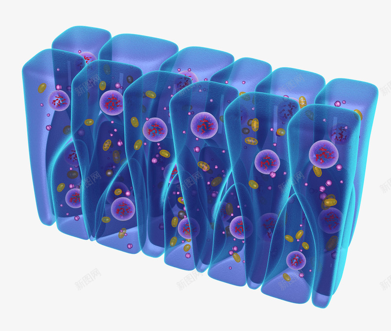 上皮细胞立体插画png免抠素材_88icon https://88icon.com 上皮细胞立体插画 医疗 生物学 电脑合成插画 立体3D 紫色 细胞 蓝色