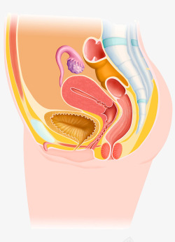 女性生殖皿女性生殖系统插画高清图片