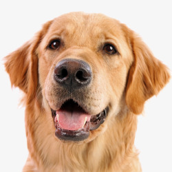 流浪动物救助中心卡通张嘴的棕色狗高清图片