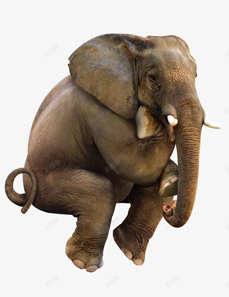 摄影动物世界草原上的大象png免抠素材_88icon https://88icon.com 世界 动物 大象 摄影 草原