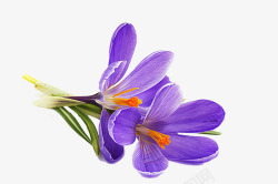 美丽紫罗兰紫罗兰花朵高清图片