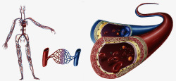 人体血液循环人体血液循环医疗高清图片