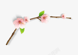 花运春天桃花树枝高清图片