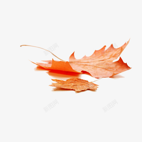 秋天的几片红色枫叶png免抠素材_88icon https://88icon.com 枫叶 树叶 秋 秋天 红叶 落叶